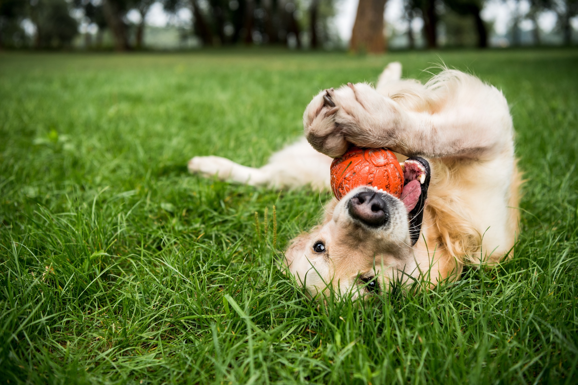 Golden retriever playing with ball